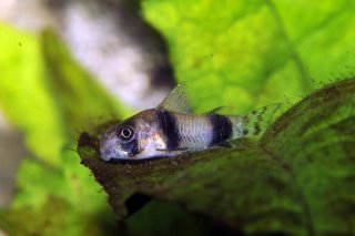 Hoplisoma tukano