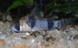 Hoplisoma tukano