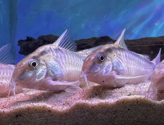Hoplisoma urucu
