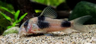 Hoplisoma weitzmani