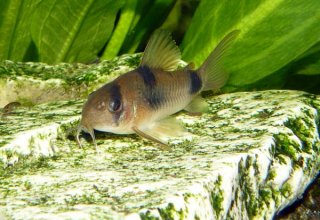 Hoplisoma weitzmani