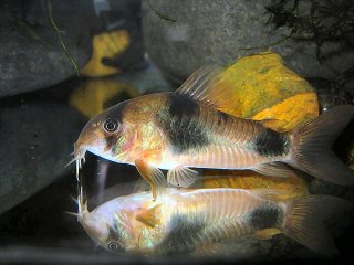 Hoplisoma weitzmani