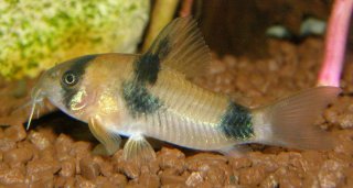 Hoplisoma weitzmani