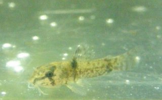 Hoplisoma weitzmani