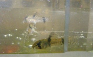 Hoplisoma weitzmani