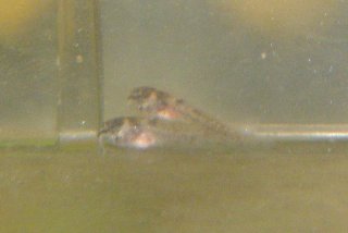 Hoplisoma weitzmani