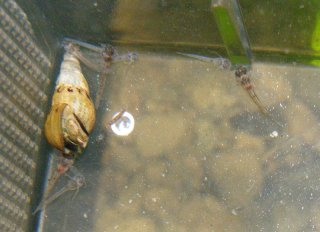 Hoplisoma weitzmani