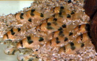 Hoplisoma weitzmani