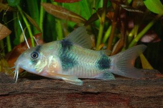 Hoplisoma weitzmani