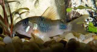 Hoplisoma weitzmani