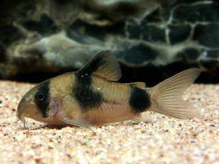 Hoplisoma weitzmani