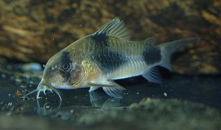 Hoplisoma weitzmani