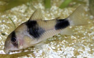 Hoplisoma weitzmani