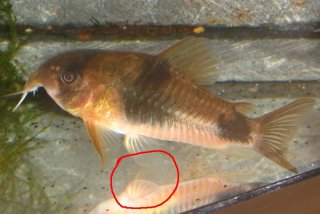 Hoplisoma weitzmani