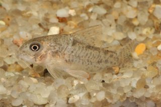 Hoplisoma xinguense