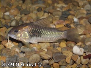 Osteogaster aenea