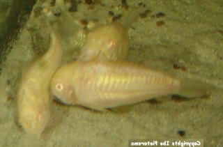 Osteogaster aenea