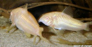 Osteogaster aenea