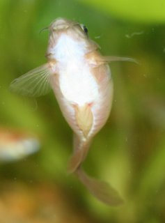 Osteogaster aenea