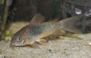 Osteogaster aenea
