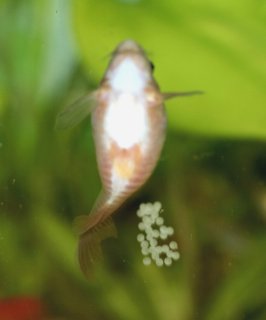 Osteogaster aenea