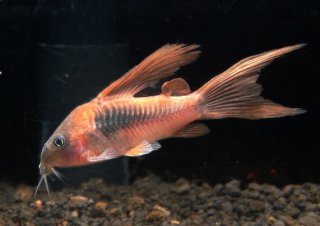 Osteogaster aenea
