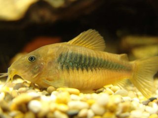 Osteogaster aenea