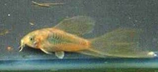 Osteogaster aenea