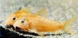 Osteogaster cf. aenea(gold)