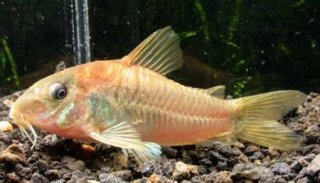 Osteogaster cf. aenea(gold)