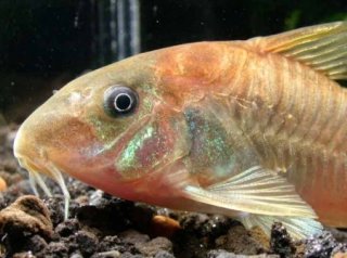Osteogaster cf. aenea(gold)