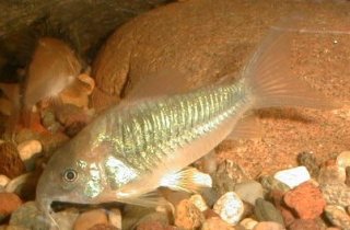 Osteogaster cf. aenea