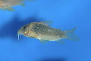 Osteogaster cf. aenea
