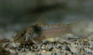 Osteogaster maclurei
