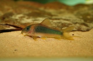 Osteogaster melanotaenia