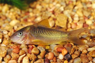 Osteogaster melanotaenia