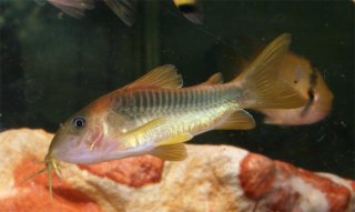 Osteogaster melanotaenia