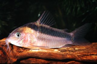 Osteogaster rabauti