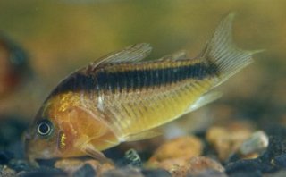 Osteogaster rabauti