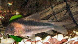 Osteogaster rabauti