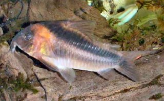 Osteogaster rabauti