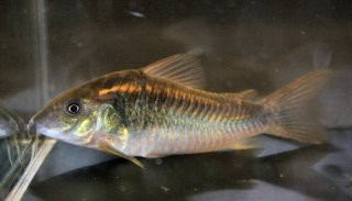 Osteogaster schultzei