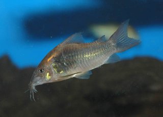Osteogaster schultzei