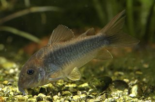 Osteogaster schultzei