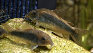 Osteogaster schultzei