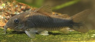 Osteogaster schultzei
