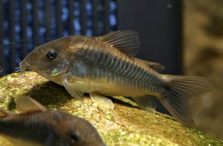 Osteogaster schultzei