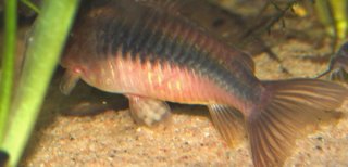Osteogaster schultzei