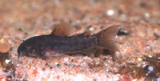 Osteogaster schultzei