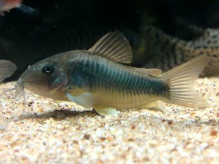 Osteogaster schultzei